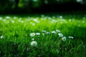 Overseeding lawn care guide