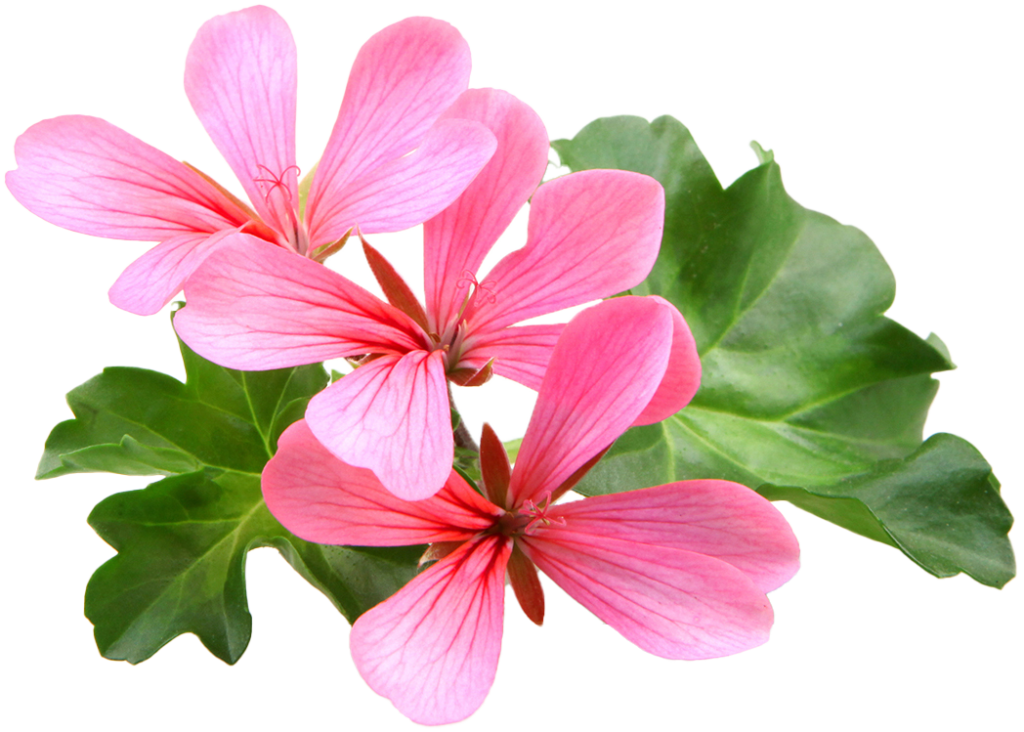 Pink geranium flowers and plant healthcare